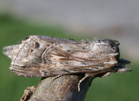 Black-spotted Prominent